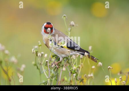 Stieglitz, Distelfink, Eurasischer Goldfinch, Goldfinch, Europäischer Goldfinch, Carduelis carduelis, Chardonneret elegant, Chardonneret, Jilguero Stockfoto