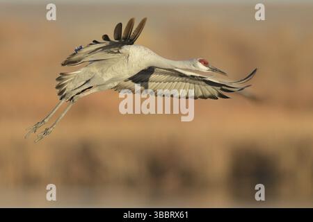 Sandhill Crane (Antigone canadensis) fliegt, New Mexico, USA, Nordamerika Stockfoto