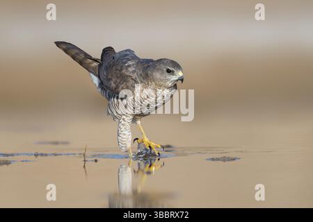 Levant Sparrowhawk (Accipiter brevipes) weiblich, Eilat, Israel, Asien Stockfoto