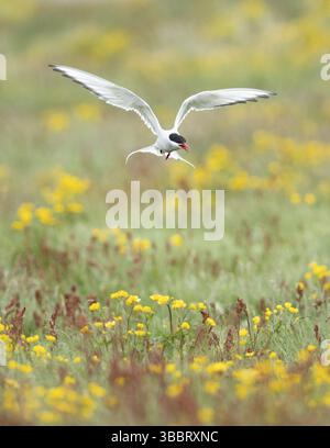 Arktische Tern (Sterna paradisaea) fliegen über blühende Wiese, Island, Europa Stockfoto