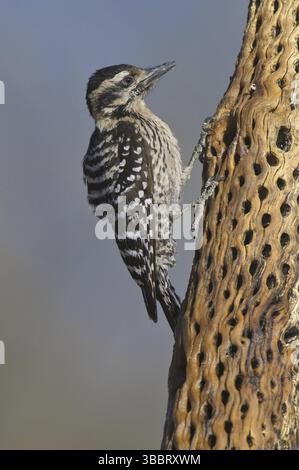 Holzspecht (Dryobates scalaris), Arizona, USA, Nordamerika Stockfoto