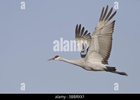 Sandhill Crane (Antigone canadensis) fliegt, New Mexico, USA, Nordamerika Stockfoto