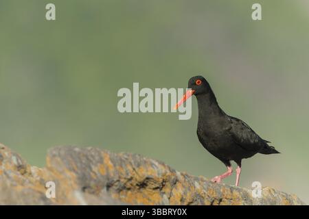 Afrikanischer Austernfänger (Haematopus moquini), Ostkap, Südafrika, Afrika Stockfoto