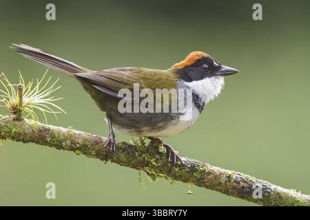 Brush-Finch (Arremon brunneinucha) mit Kastaniendeckel auf einem Zweig in Costa Rica Stockfoto