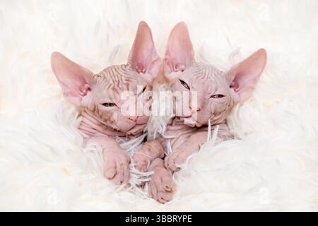 Süßes Kätzchen sphynx auf hellem Hintergrund. Stockfoto