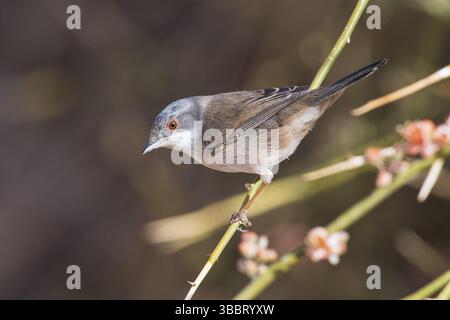 Sardinische Warbler (Sylvia melanocephala) Weibchen auf einem Ast, Eilat, Israel, Asien Stockfoto