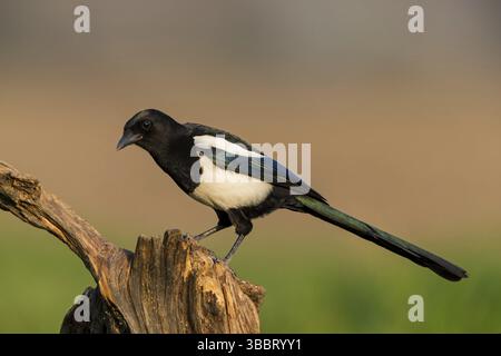 Elster, schwarz-billed Magpie, Elster, Pica Pica, Pie Bavarde, Urraca Stockfoto