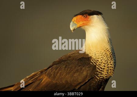 Caracara, am Sandstrand, Corcovado NP, Costa Rica. Südlicher Caracara plancus, im Morgenlicht. Greifvögel fressen Schildkröte egga. Tierarten-Scen Stockfoto