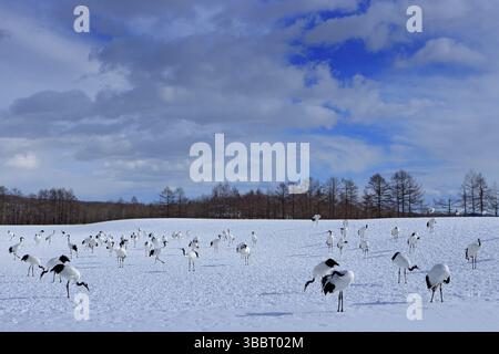 Wildtiere aus der verschneiten Natur. Tanzendes Paar Rotkräne mit offenem Flügel im Flug, mit sonnigem Tag, Hokkaido, Japan. Vogel in der Fliege, Winter sce Stockfoto