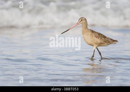 Marmorierter Godwit (Limosa fedoa), der sich an der Küste in Kalifornien, USA und Nordamerika auf Nahrungssuche macht Stockfoto