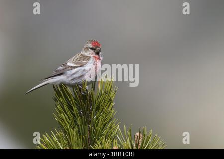 Liter Redpoll - Alpen-Birkenzeisig - Carduelis Cabarett, Slowakei, Erwachsene männlich, Europa Stockfoto