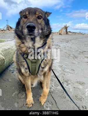 San Francisco, Kalifornien, USA – 12. April 2025: Ein deutscher Schäferhund sitzt ruhig an einem Sandstrand neben Treibholz während eines Tagesausflugs. Stockfoto