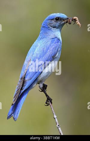 Mountain Bluebird (Sialia currucoides) männlich mit Futter im Schnabel, British Columbia, Kanada, Nordamerika Stockfoto