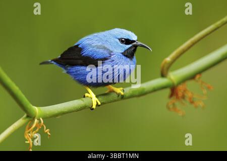 Leuchtender Honigbuntbarbe, Cyanerpes lucidus, exotischer tropischer Blautangler mit gelbem Bein, Costa Rica. Blauer singvögel im Naturlebensraum. Wunderschönes blaues E Stockfoto