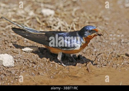 Scheune Schwalbe Hirundo rustica Alpine, Arizona, USA 26. Juni Erwachsene Hirundidae Stockfoto
