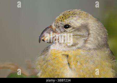 Parrot Gegenwechsel - Kiefernkreuzschnabel - Loxia pytyopsittacus, Deutschland. Weibliche Stockfoto