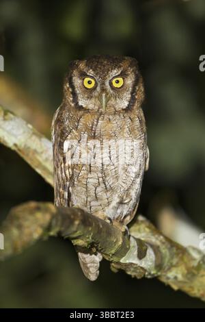 Tropical Screech Owl (Megascops choliba), Ecuador, Südamerika Stockfoto