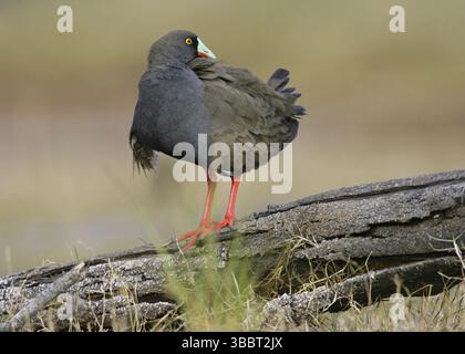 Schwarzschwanz Nativehen (Tribonyx ventralis), Victoria, Australien, Ozeanien Stockfoto