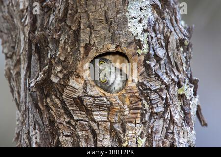 Northern Pygmy-Owl Glaucidium gnoma Huachuca Mountains, Cochise County, Arizona, Vereinigte Staaten 4. Juni unreif im Nestloch. Strigidae Stockfoto