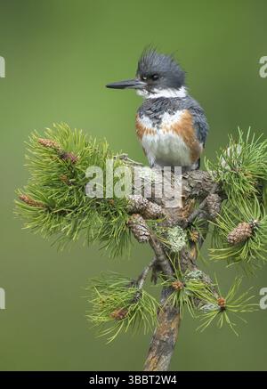 Belted Kingfisher (Megaceryle alcyon) Weibchen auf einer Niederlassung, Colorado, USA, Nordamerika Stockfoto