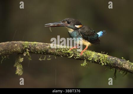 Blauer Eisvogel (Alcedo euryzona), der auf einem Zweig mit Fischbeute im Schnabel sitzt, Selangor, Malaysia, Asien Stockfoto