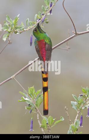 Rotschwanzkomet (Sappho sparganura) thront auf einer Zweigstelle in Bolivien, Südamerika Stockfoto