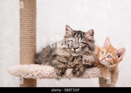 Zwei süße Kätzchen, die auf hellem Hintergrund liegen. Stockfoto