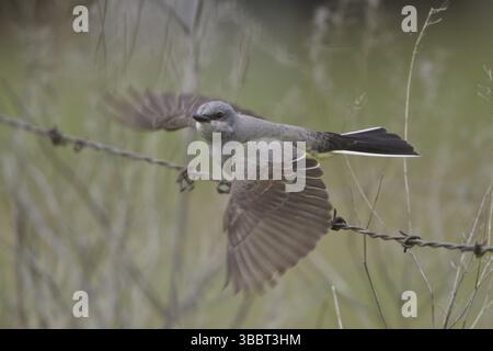 Westlicher Kingbird (Tyrannus verticalis) fliegt, British Columbia, Kanada, Nordamerika Stockfoto