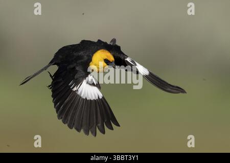 Gelbköpfiger Schwarzvogel (Xanthocephalus xanthocephalus) fliegt männlich, Kalifornien, USA, Nordamerika Stockfoto