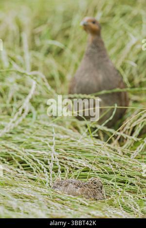 Rebhuhn, Perdix perdix Grauer Rebhühner, Perdix perdix Stockfoto