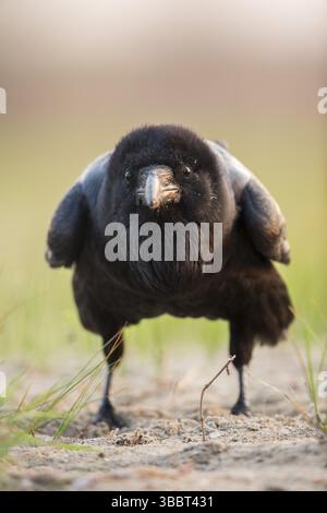 Nördlicher Rabe (Corvus corax) auf dem Boden, Rumänien, Europa Stockfoto