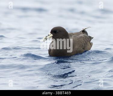 Weißköpfiger Petrel (Procellaria aequinoctialis), Victoria, Australien, Ozeanien Stockfoto