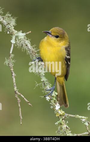 Orchard Oriole (Icterus spurius) Weibchen auf einem Zweig, Texas, USA, Nordamerika Stockfoto