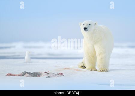 Zwei Eisbären mit abgetöteten Robben. Weißbär, der sich auf Drift-Eis mit Schnee ernährt, Svalbard, Norwegen. Blutige Natur mit großen Tieren. Gefährliches Tier mit c Stockfoto
