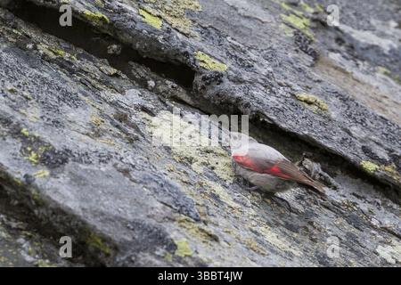 Wallcreeper - Mauerlaeufer - Tichodroma muraria, Schweiz, Erwachsene weiblich, Europa Stockfoto