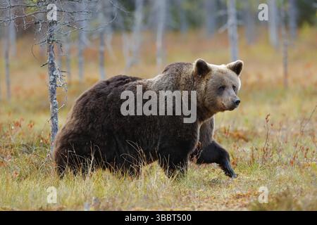 Schöner großer Braunbär, der mit Herbstfarben um den See herumläuft. Gefährliches Tier in der Natur Wald und Wiese Lebensraum. Wildlife-Szene aus Finnland ne Stockfoto