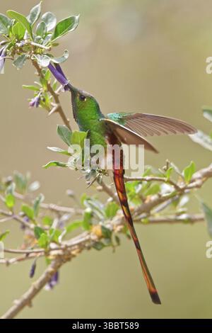 Rotschwanzkomet (Sappho sparganura) fliegt während der Fütterung an einer Blume in Bolivien, Südamerika Stockfoto