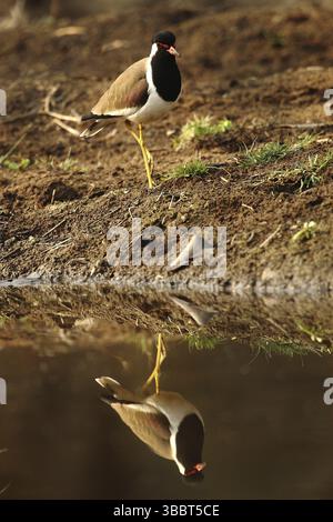 Rotwattled Lapwing (Vanellus indicus), Rajasthan, Indien, Asien Stockfoto
