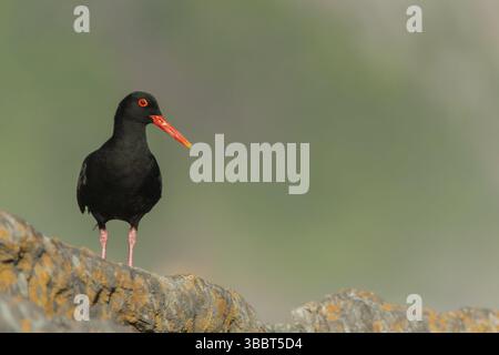 Afrikanischer Austernfänger (Haematopus moquini), Ostkap, Südafrika, Afrika Stockfoto