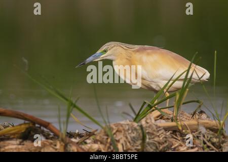 Räucherreiher (Ardeola ralloides), Subotica, Serbien, Europa Stockfoto