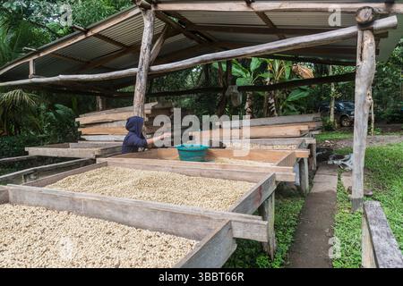 Frau, die auf Trockentischen für gewaschene Kaffeebohnen auf einer kleinen ökologischen Kaffeefarm in Nicaragua arbeitet Stockfoto