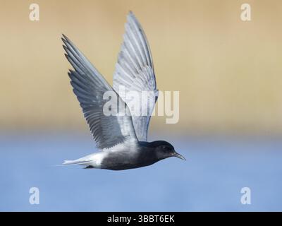 Schwarzteere (Chlidonias niger) fliegt, Mecklenburg-Vorpommern, Deutschland, Europa Stockfoto