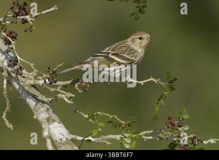 Pine Siskin (Spinus pinus) thront auf einer Zweigstelle, Texas, USA, Nordamerika Stockfoto