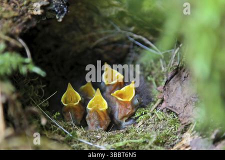 Europäische Robin (Erithacus rubecula) bettelnde Küken in Nest, Hessen, Deutschland, Europa Stockfoto