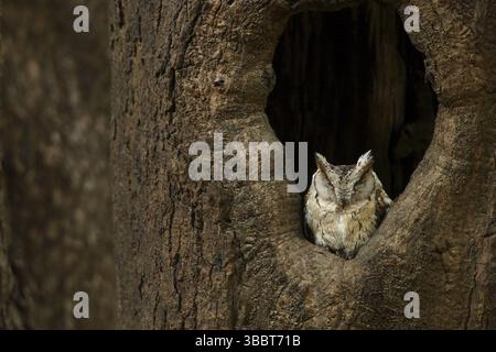 Otus lettia (Otus lettia), Rajasthan, Indien, Asien Stockfoto