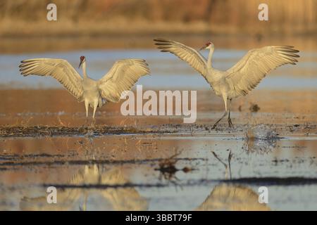 Sandhill Crane (Antigone canadensis), New Mexico, USA, Nordamerika Stockfoto