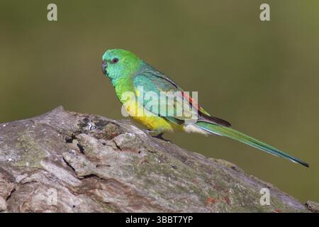 Rotwein-Papagei (Psephotus haematonotus) männlich, Victoria, Australien, Ozeanien Stockfoto