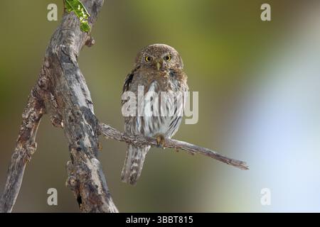 Nördlichen Pygmy Eule Glaucidium Gnoma Huachuca Mountains, Cochise County, Arizona, USA 4 Juni Erwachsenen leptogrammica Stockfoto