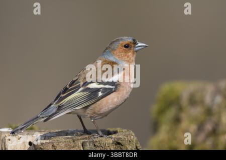 Buchfink - Fringilla coelebs ssp. Coelebs, Deutschland, Erwachsene männlich, Europa Stockfoto