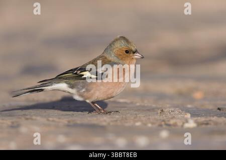 Buchfink - Fringilla coelebs ssp. Coelebs, Spanien, männlich, Europa Stockfoto